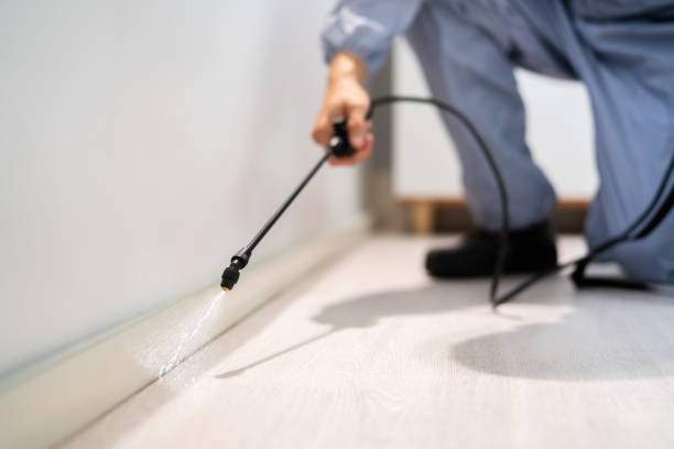 Licensed Ant Control service in Olympia, WA - Show Me Pest Control